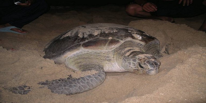 Mơ Thấy Rùa Là Điềm Gì? Chốt Số Mấy Vào Bờ Nhanh Nhất? 6 Ý nghĩa giấc mộng thấy rùa đẻ trứng rất đặc biệt